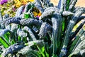 Nero di Toscana, Tuscan Kale Brassica oleracea L. var. acephala DC. subvar. Laciniata Royalty Free Stock Photo