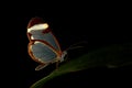 Nero Glasswing, Greta nero, close-up portrait of transparent glass wing butterfly on green leaves. Insect in the night. Scene from Royalty Free Stock Photo