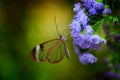 Nero Glasswing, Greta nero, Close-up of transparent glass wing butterfly on green leaves, scene from tropical forest, Costa Rica,