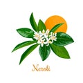 Neroli. bitter orange tree, twig, flowers and fruit