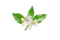 Neroli blossom branch with white flowers, buds and leaves isolated on white Royalty Free Stock Photo