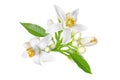 Orange tree white flowers, buds and leaves bunch isolated on white. Transparent png additional format Royalty Free Stock Photo