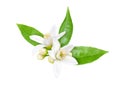 Neroli blossom isolated on white Royalty Free Stock Photo