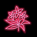 neroli flowers aromatherapy neon glow icon illustration Royalty Free Stock Photo