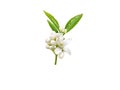Neroli flowers bunch isolated on white Royalty Free Stock Photo