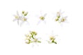 Neroli flowers set isolated on white Royalty Free Stock Photo