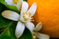 Neroli. Green bright orange tree leaves and orange flower neroli with raindrops, dew background