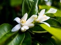 Neroli. Green bright orange tree leaves and orange flower neroli with raindrops, dew background