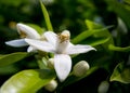 Neroli. Green bright orange tree leaves and orange flower neroli with raindrops, dew background Royalty Free Stock Photo