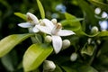 Neroli. Green bright orange tree leaves and orange flower neroli with raindrops, dew background Royalty Free Stock Photo