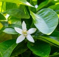 Neroli. Green bright orange tree leaves and orange flower neroli with raindrops, dew background