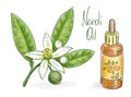 Neroli oil. Bitter orange foliage, blossoms and green fruit. Vector illustration