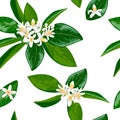 Neroli theme. fleur d`orange, Seamless pattern vector flowers and leaves