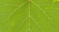 Nervation on grape leaf Royalty Free Stock Photo