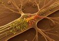 Nerve cell structure microscopic image Royalty Free Stock Photo