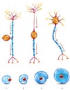 Nerve cell types and myelin sheath