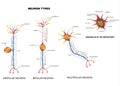 Nerve cell types and organelles