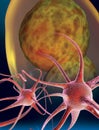 Nerve cells Royalty Free Stock Photo