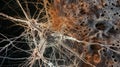 nerve cells of the nervous system ganglia, active neurone