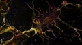 nerve cells of the nervous system ganglia, active neurone