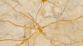 nerve cells of the nervous system ganglia, active neurone