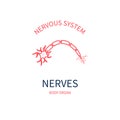 Nerve medical diagram of nervous body system