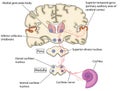 Nerve pathways from the ear to the brain