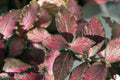 Nerve-plant fittonia with red veins
