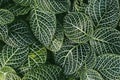 Nerve plant, Scientific name: Fittonia verschaffeltii Lem., Royalty Free Stock Photo