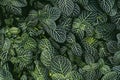 Nerve plant, Scientific name: Fittonia verschaffeltii Lem.,