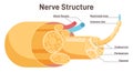 Nerve structure. Human nervous system connective tissue. Labeled scheme