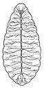 Nerve System of Larva, vintage illustration
