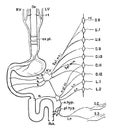 Nerves of the Alimentary Canal, vintage illustration