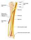 Nerves and arteries of the upper arm