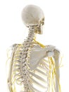 The nerves of the back Royalty Free Stock Photo