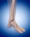 Nerves of the foot Royalty Free Stock Photo