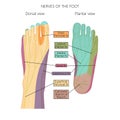 Nerves of the foot