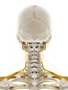 The nerves of the head Royalty Free Stock Photo