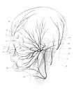 The nerves of human head in the old book the Human Anatomy Basics, by A. Pansha, 1887, St. Petersburg Royalty Free Stock Photo