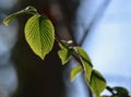 Nerves of leaf