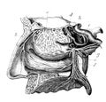 Nerves of the nasal cavity in the old book D`Anatomie Chirurgicale, by B. Anger, 1869, Paris Royalty Free Stock Photo