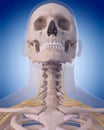 Nerves of the neck Royalty Free Stock Photo