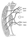 Nerves of the Pectoral Muscles, vintage illustration