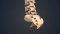 Sacrum and coccyx in the human spine with nerve