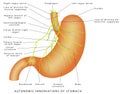 Nerves of stomach