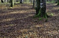 Beech Forest during the fall of the leaf in the forest near the source of the River NerviÃÂ³n (Spain)