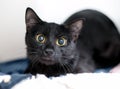 A nervous black shorthair cat with dilated pupils