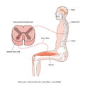 Nervous control of muscle