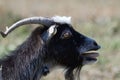 Nervous goat portrait Royalty Free Stock Photo