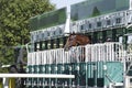 Nervous horse tries to jump out of the starting gate before the Royalty Free Stock Photo